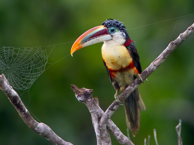 Curl-crested Aracari - Joao Quental JQuental