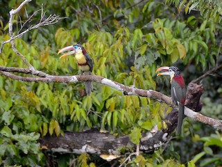 ニジチュウハシ - eBird