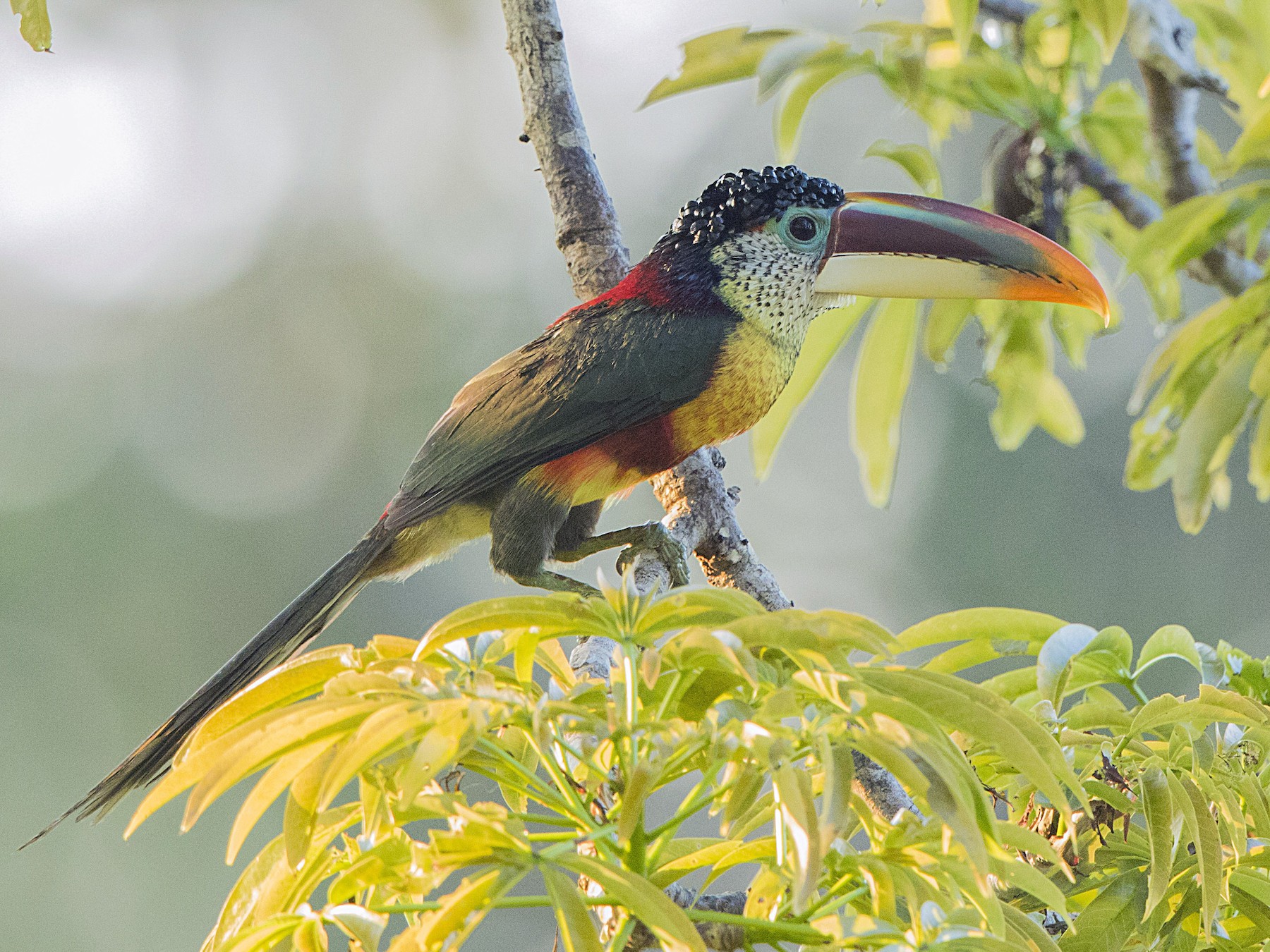 Curl-crested Aracari - Bradley Hacker 🦜