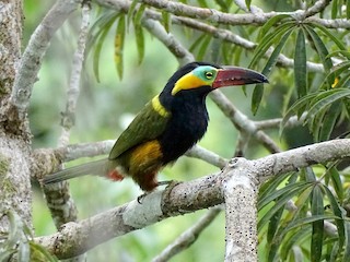  - Golden-collared Toucanet