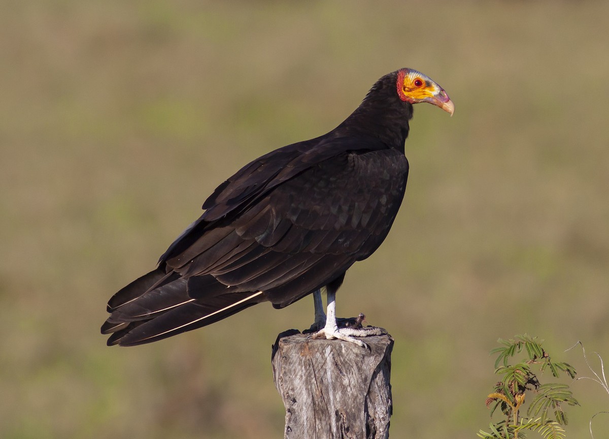 Lesser Yellow-headed Vulture - Michael Todd