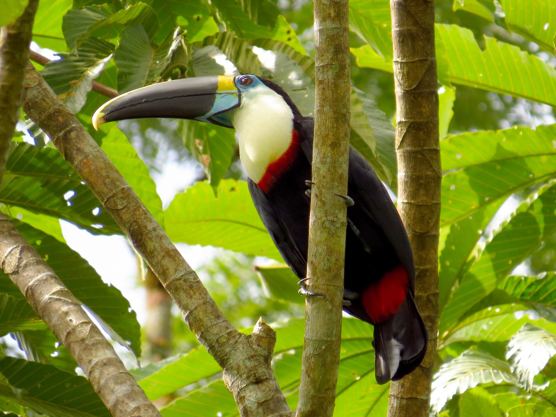 White Throated Toucan Ebird