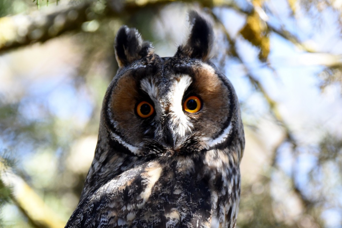 Long-eared Owl - ML164773761
