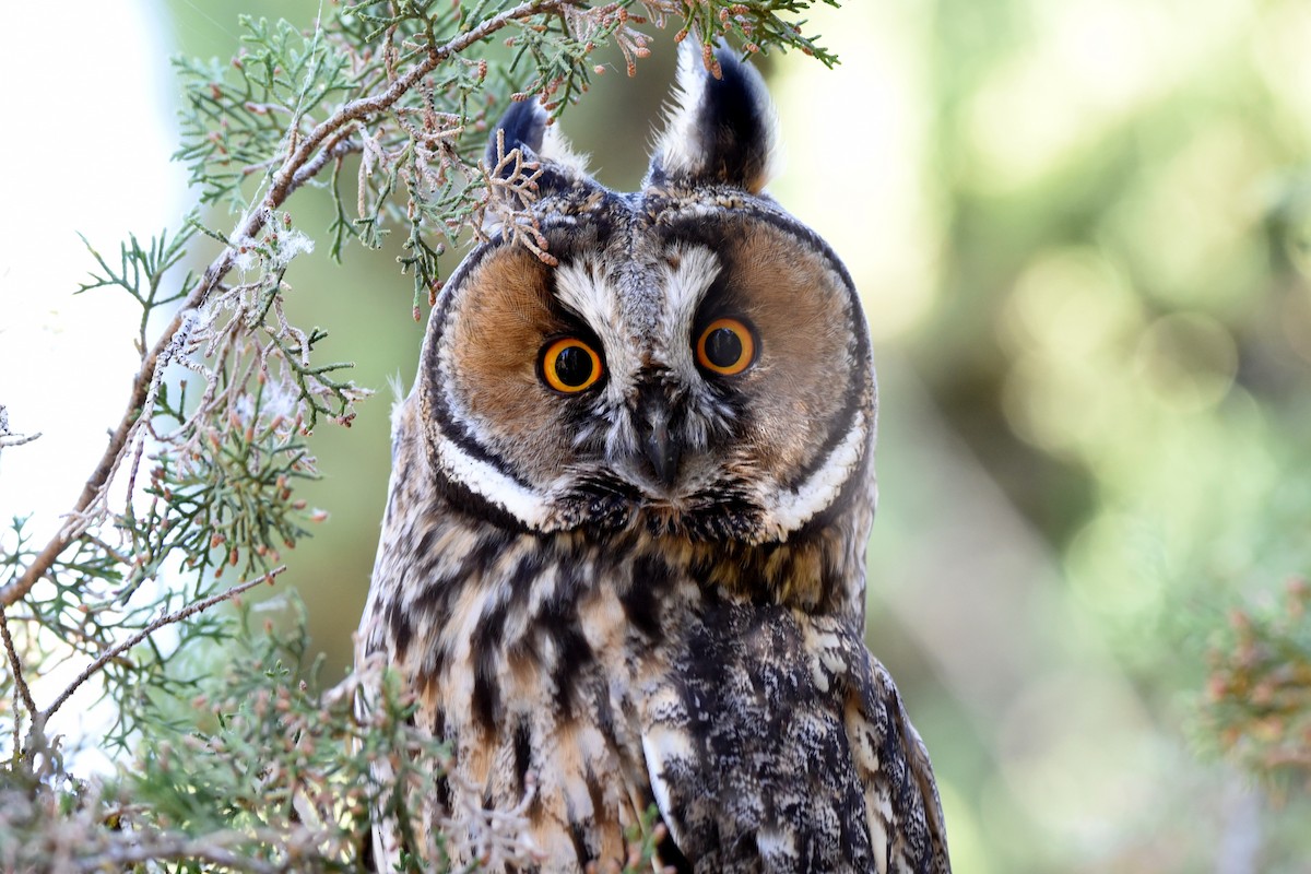 Long-eared Owl - ML164774001