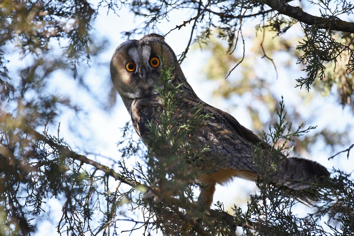 Long-eared Owl - ML164774071