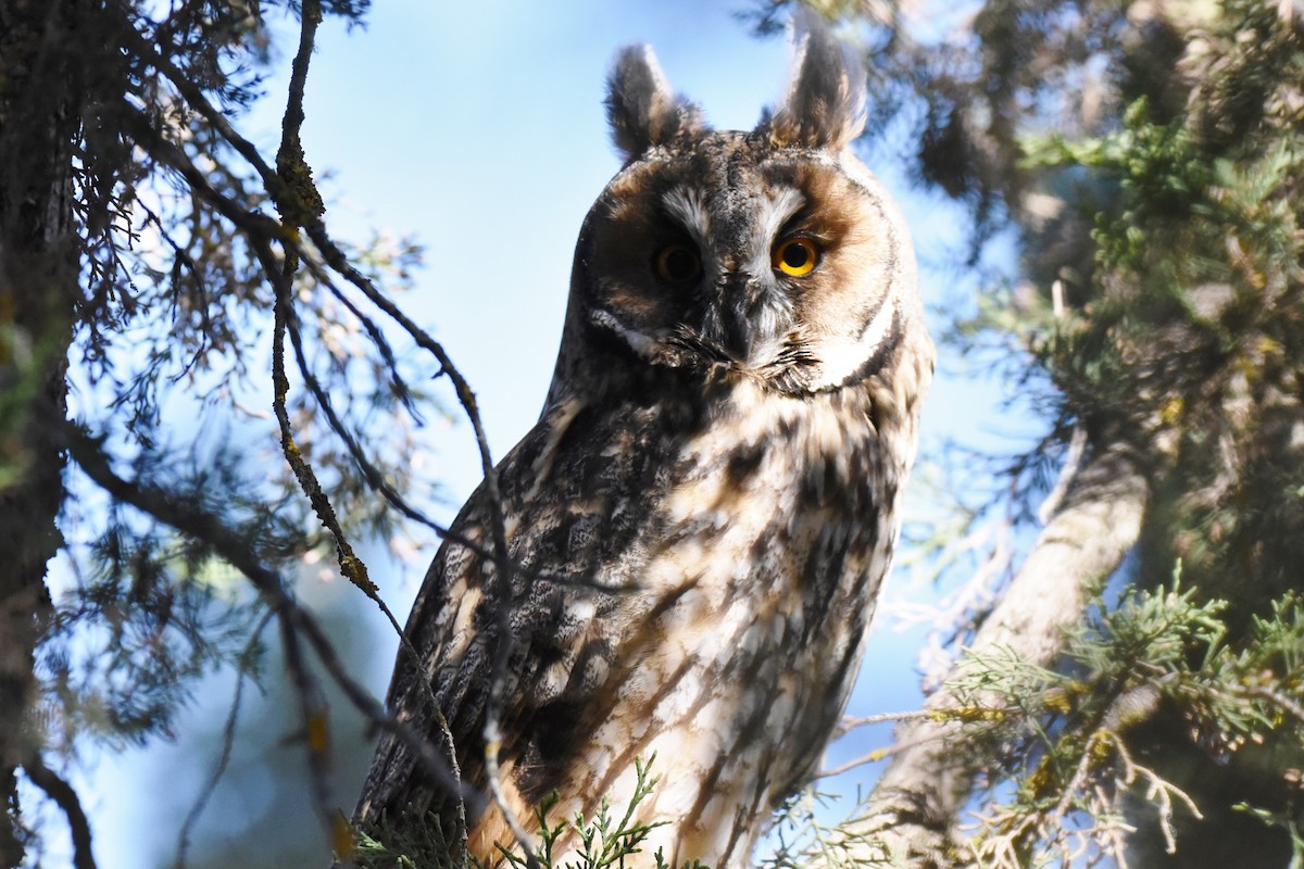 Long-eared Owl - ML164774091