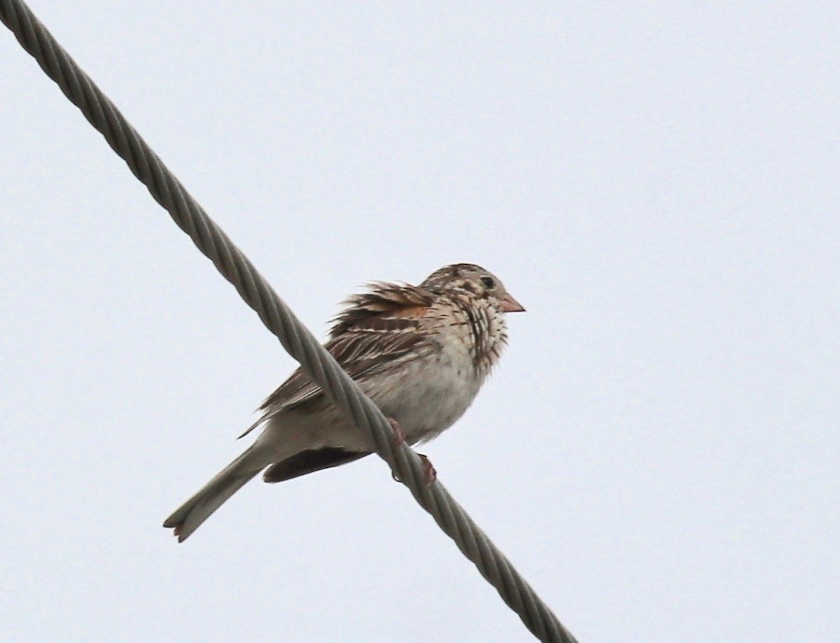 Vesper Sparrow - ML164774661