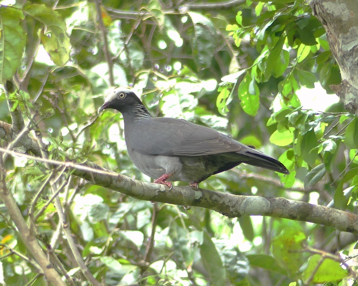 White-crowned Pigeon - Yves Scholten
