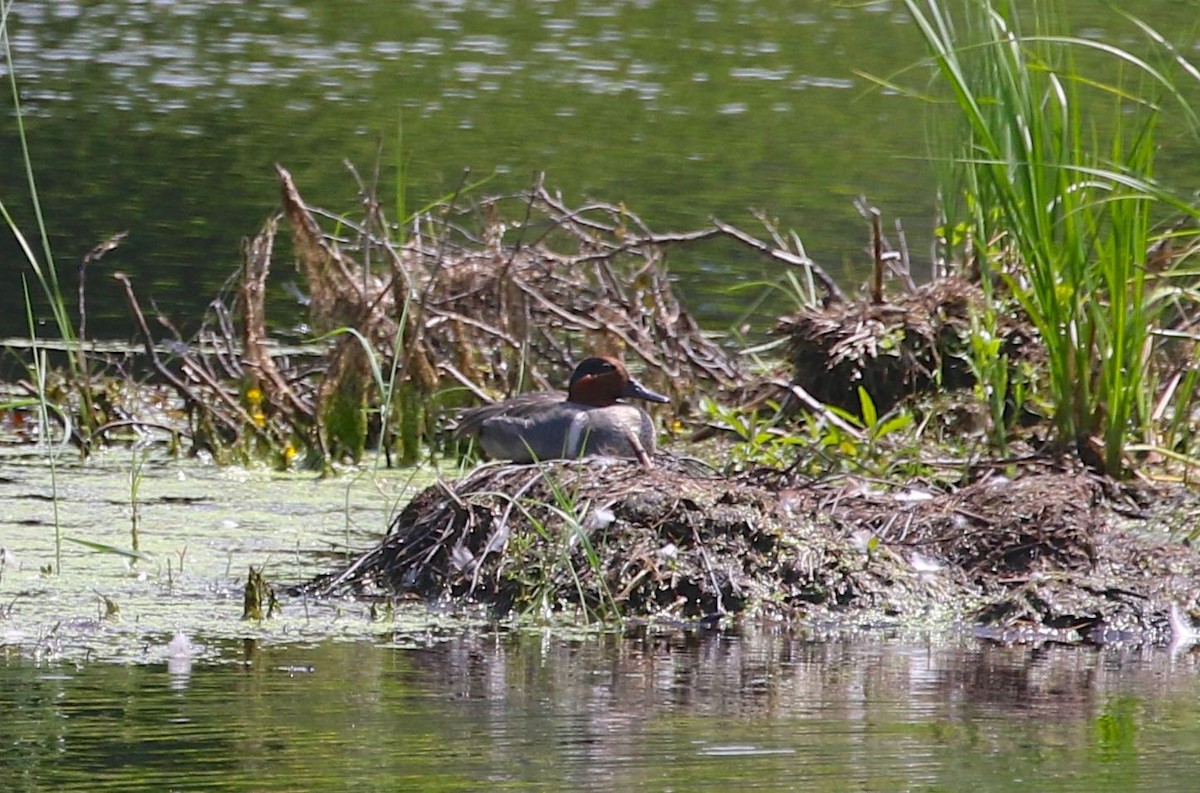 Green-winged Teal - Mary Backus