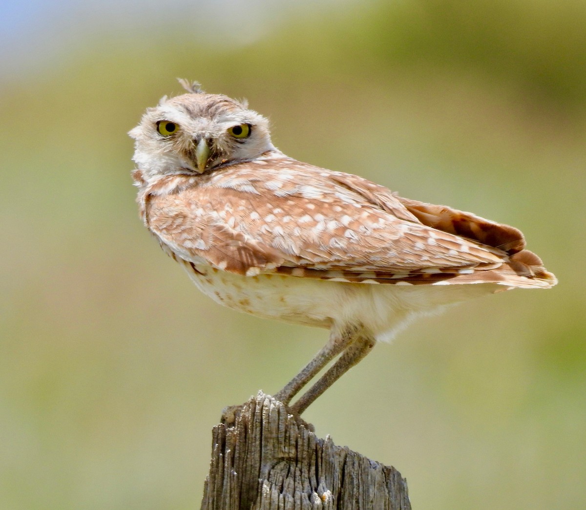 Burrowing Owl - Van Remsen