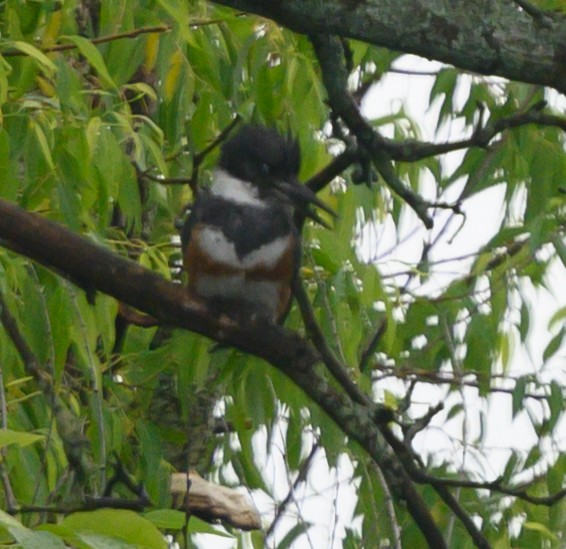 Belted Kingfisher - ML164777391