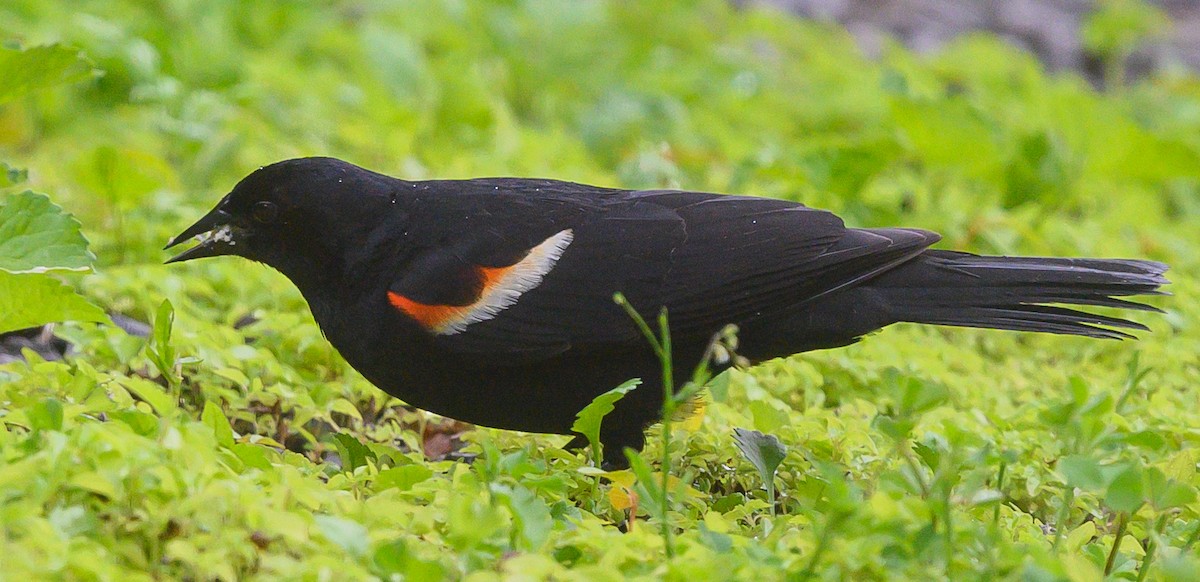 Red-winged Blackbird - Norman Soskel