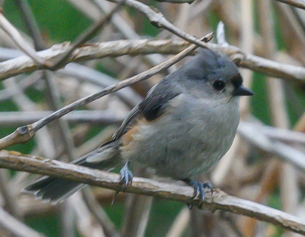 Tufted Titmouse - Norman Soskel
