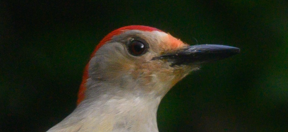 Red-bellied Woodpecker - Norman Soskel