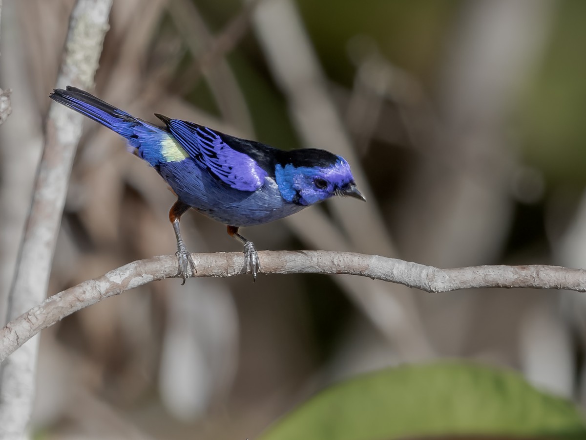 Opal-rumped Tanager - ML164778781