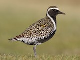 Pacific Golden-Plover - Range Map - EBird Status And Trends