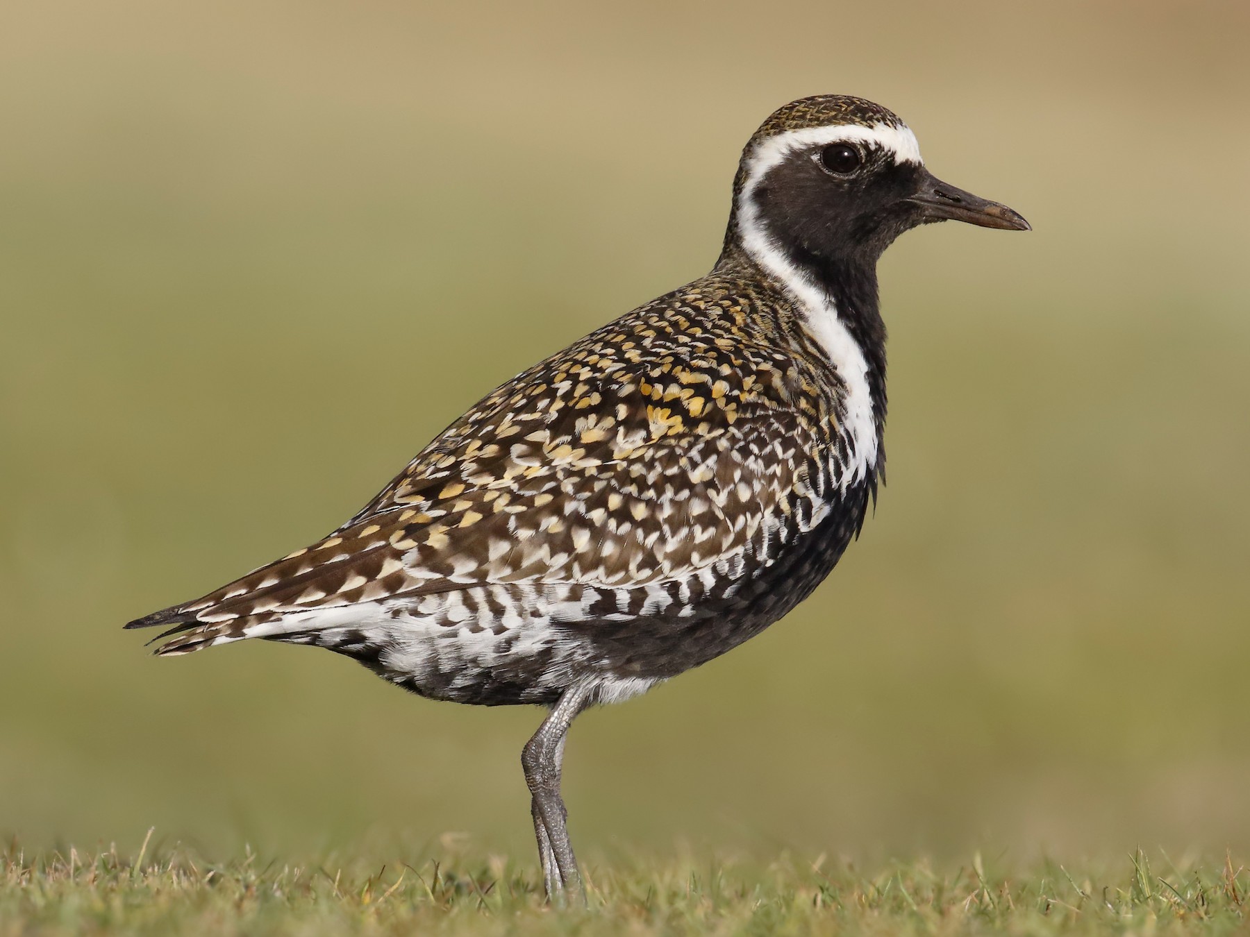 Pacific Golden-Plover - Sharif Uddin