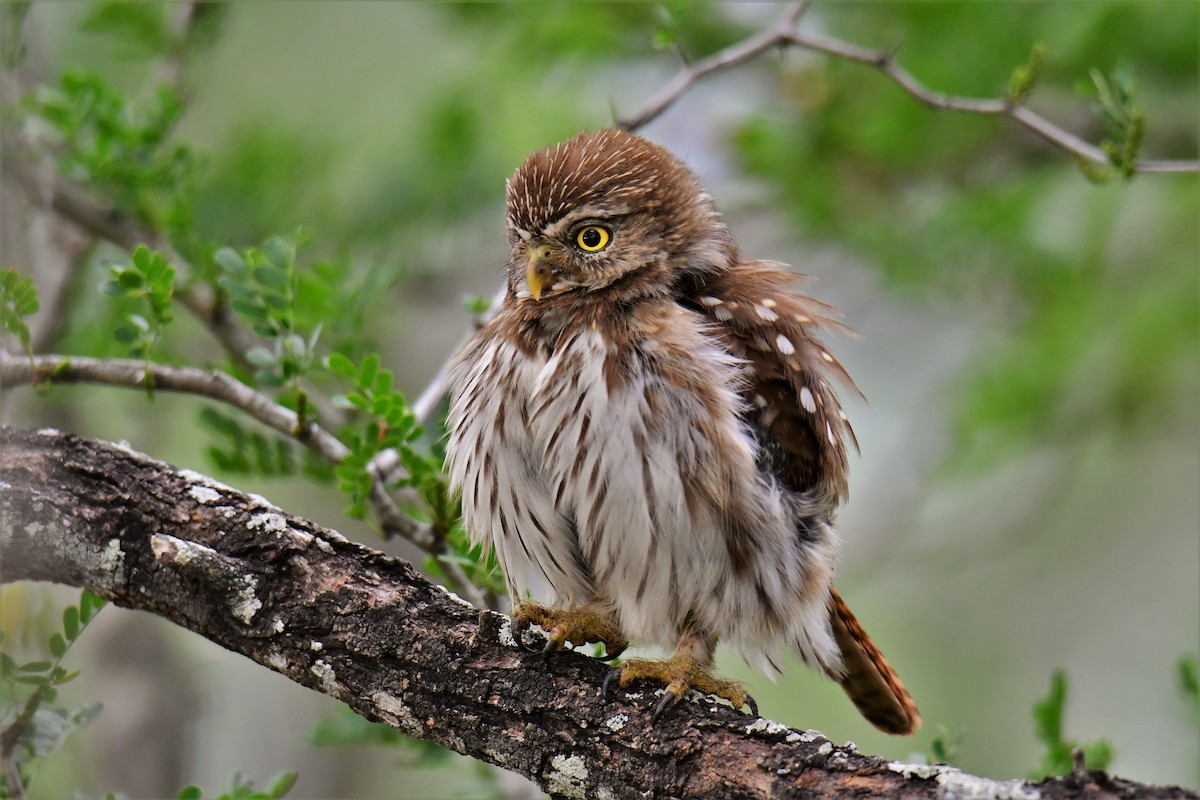 Ferruginous Pygmy-Owl - ML164786541