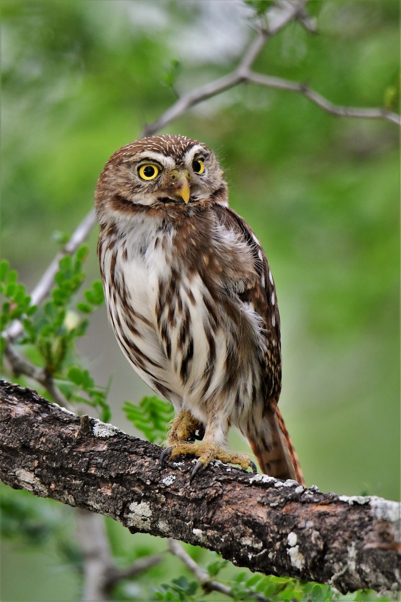 Ferruginous Pygmy-Owl - John Kuenzli