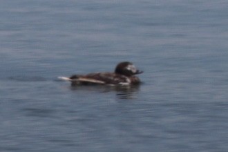 Long-tailed Duck - ML164787561
