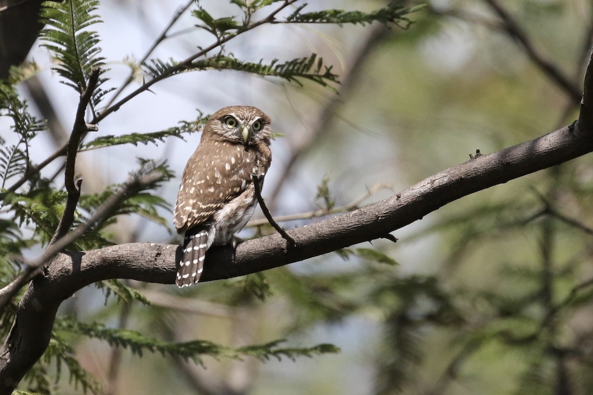 Peruvian Pygmy-Owl - ML164789461