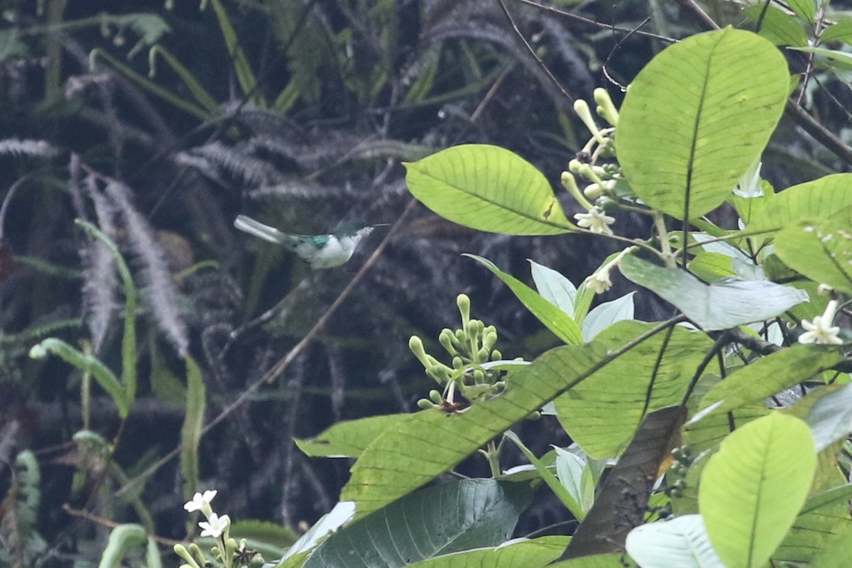 kolibřík černouchý - ML164790571