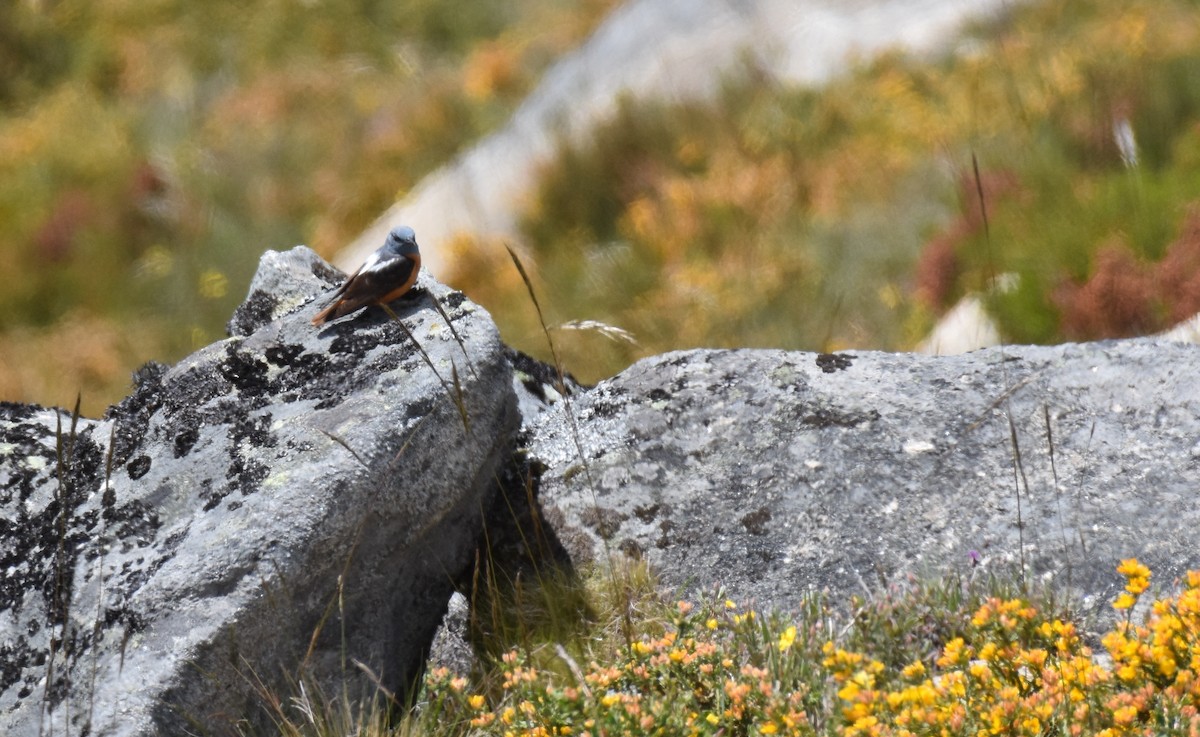 Rufous-tailed Rock-Thrush - Jose Paulo Monteiro
