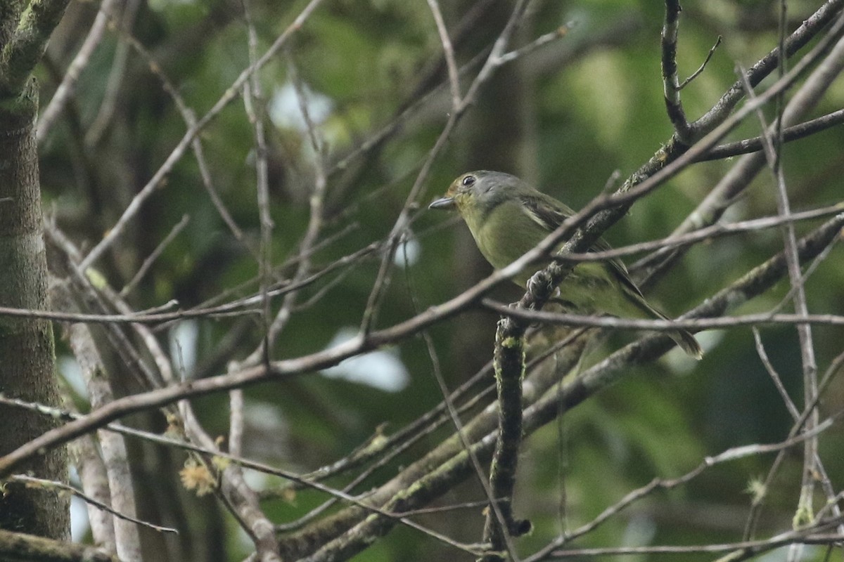 Wing-barred Piprites - ML164791211