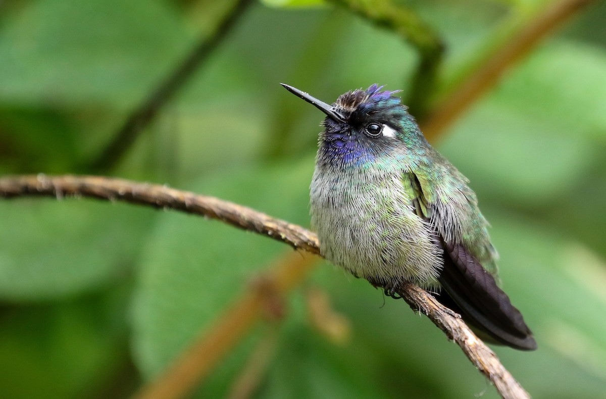 Violet-headed Hummingbird - Ryan Zucker