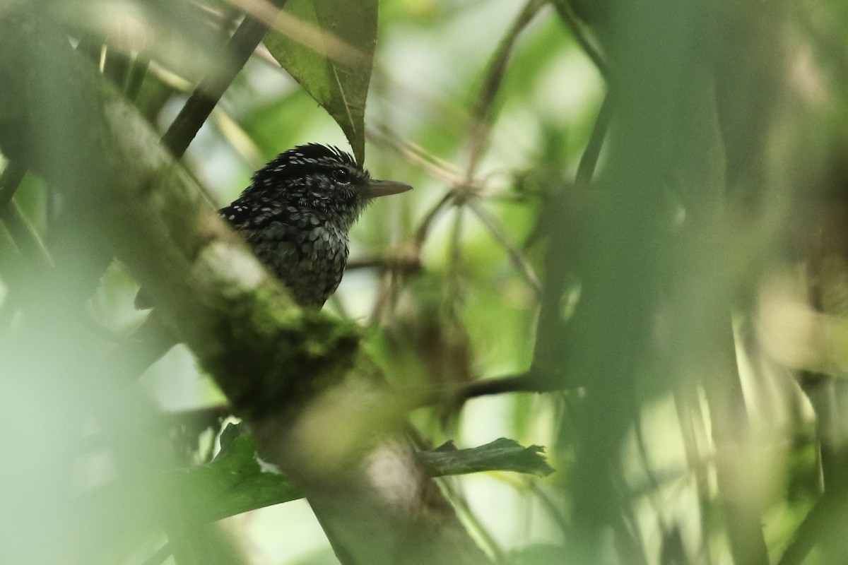 Peruvian Warbling-Antbird - ML164791651