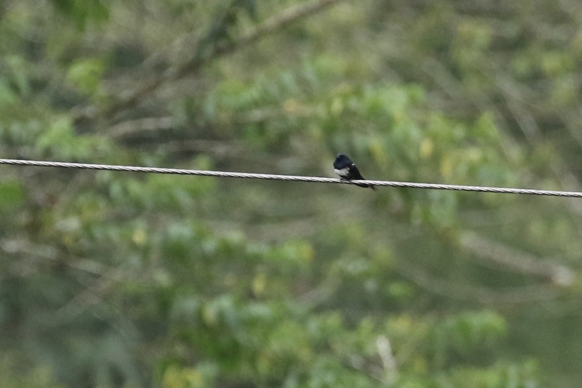 White-banded Swallow - ML164791701