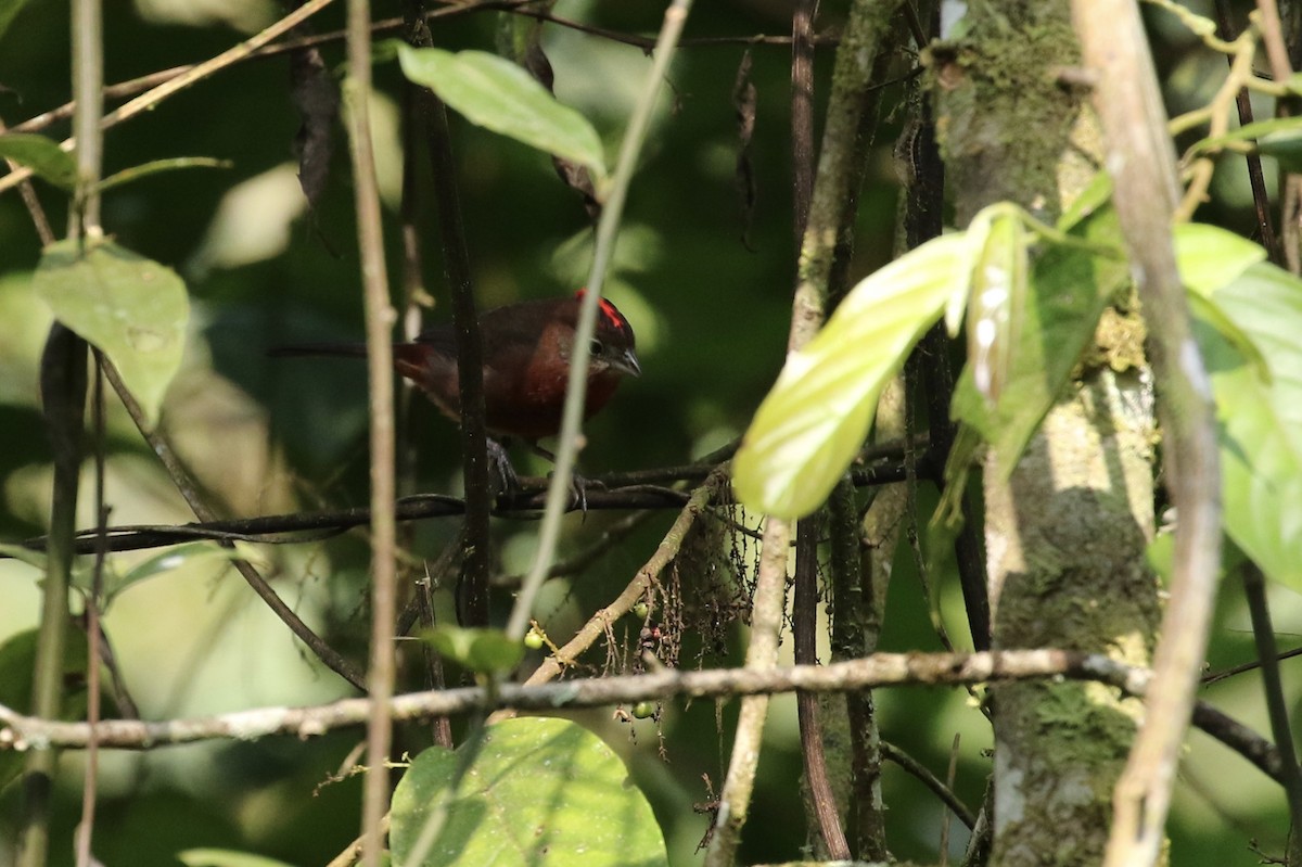 Red-crested Finch - ML164791781