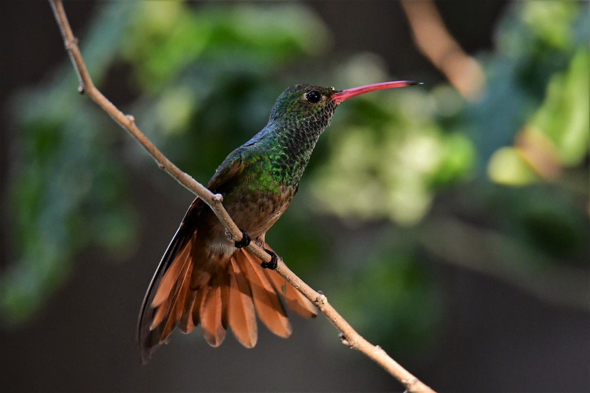 kolibřík yukatanský - ML164791861