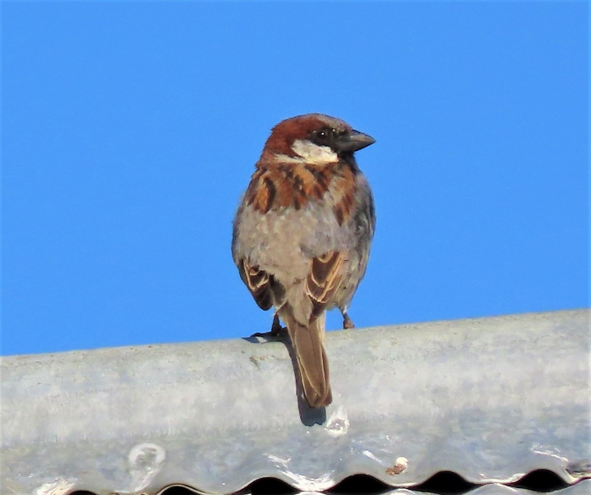 House Sparrow - ML164792311