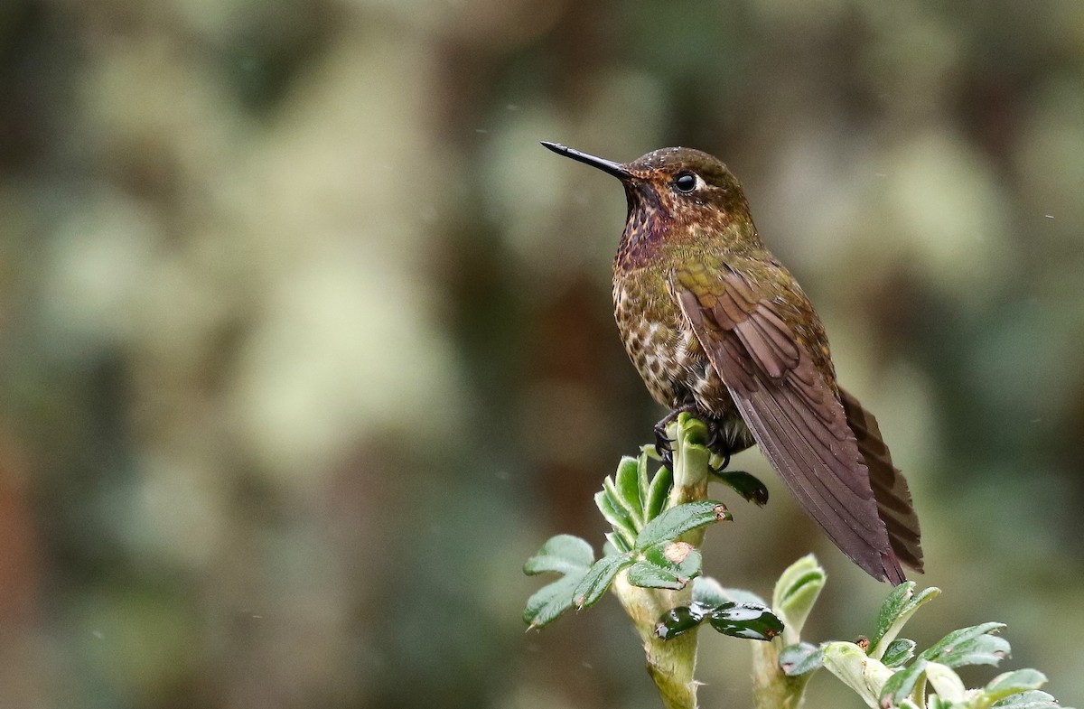 Violet-throated Metaltail - ML164793371