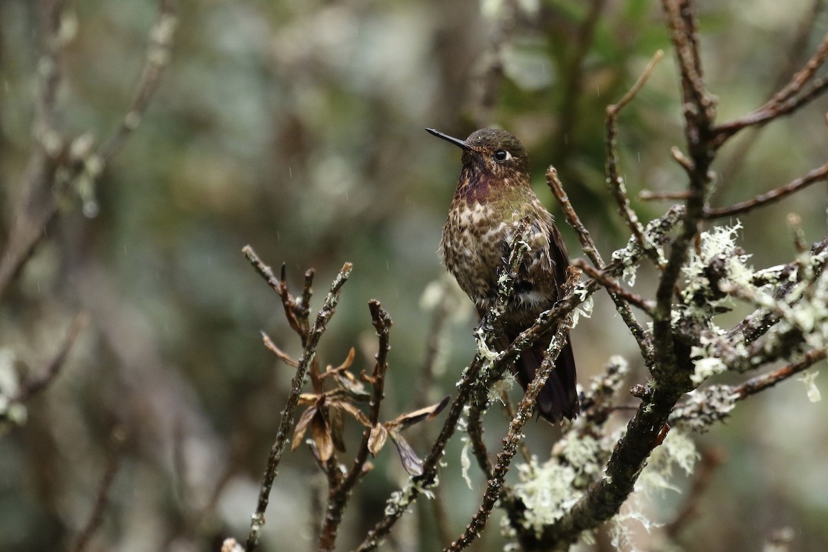 Violet-throated Metaltail - ML164793381