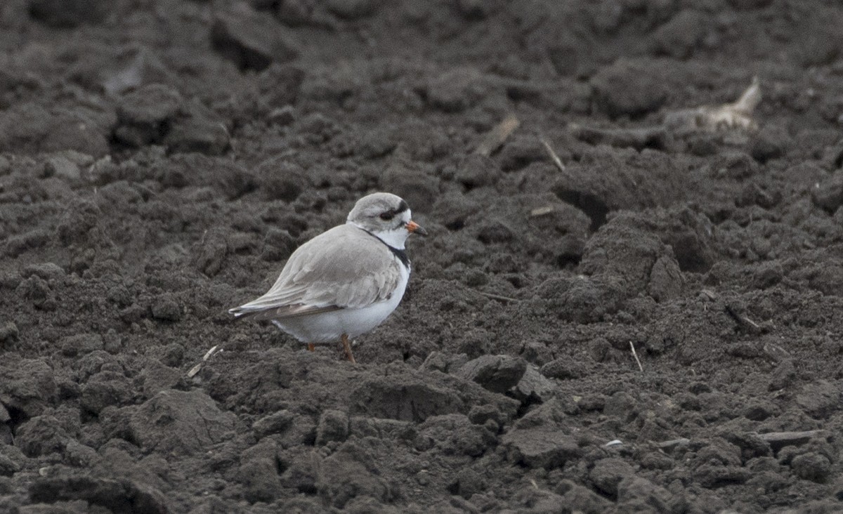 Piping Plover - ML164795371