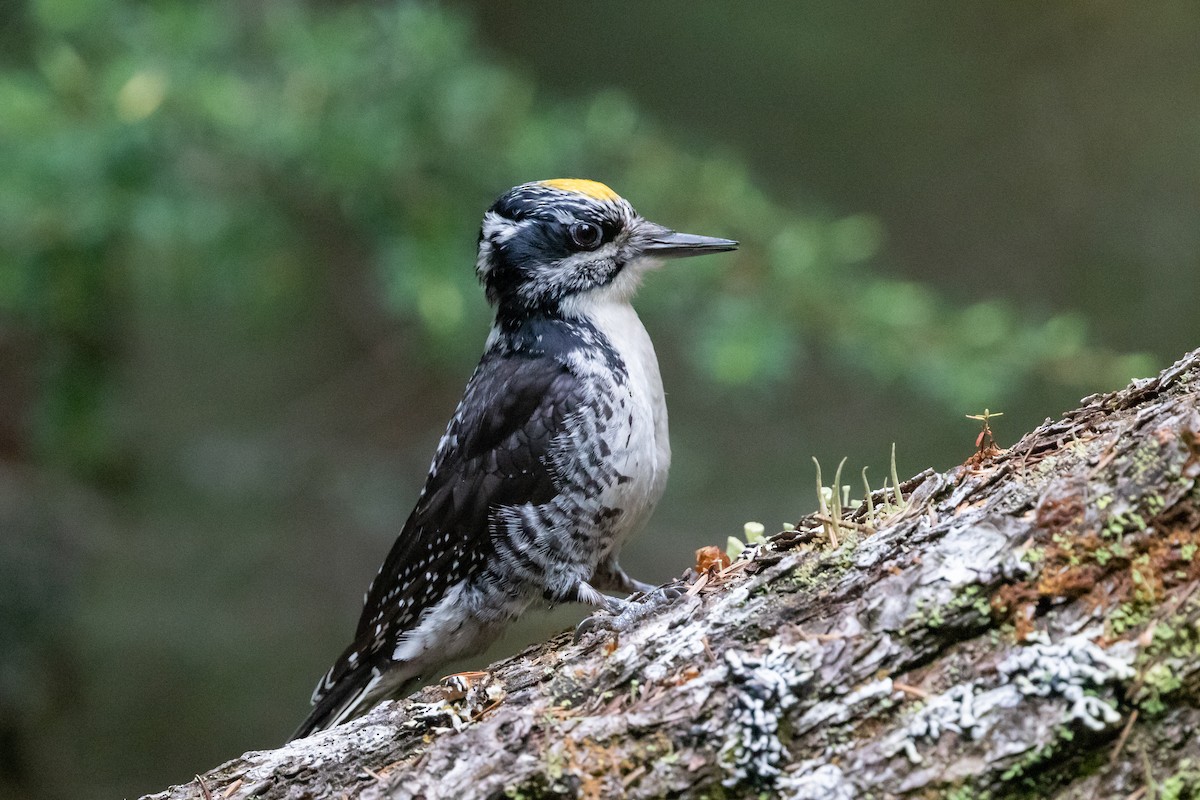 American Three-toed Woodpecker - Cory Gregory