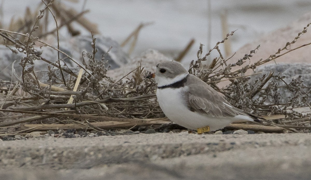 Piping Plover - ML164797261