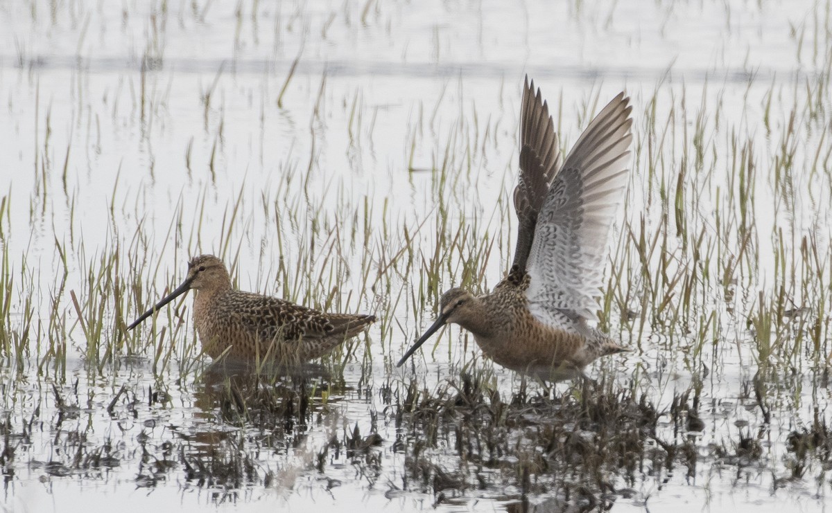 Long-billed Dowitcher - ML164798491