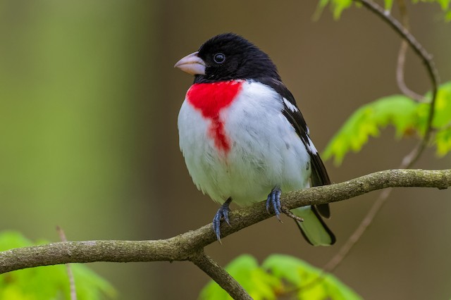 Rose Breasted Grosbeak Ebird