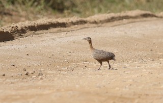 Red-winged Tinamou, ML164804501