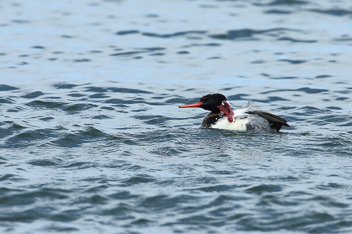 Red-breasted Merganser - André Turcot