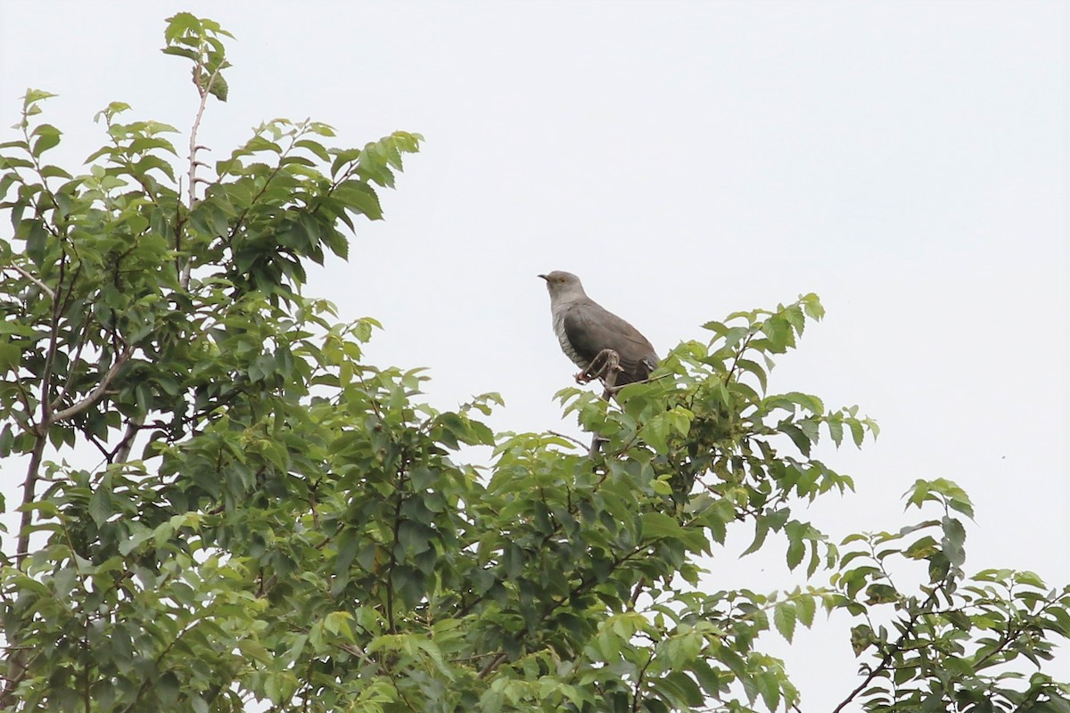Common Cuckoo - Fadzrun A.