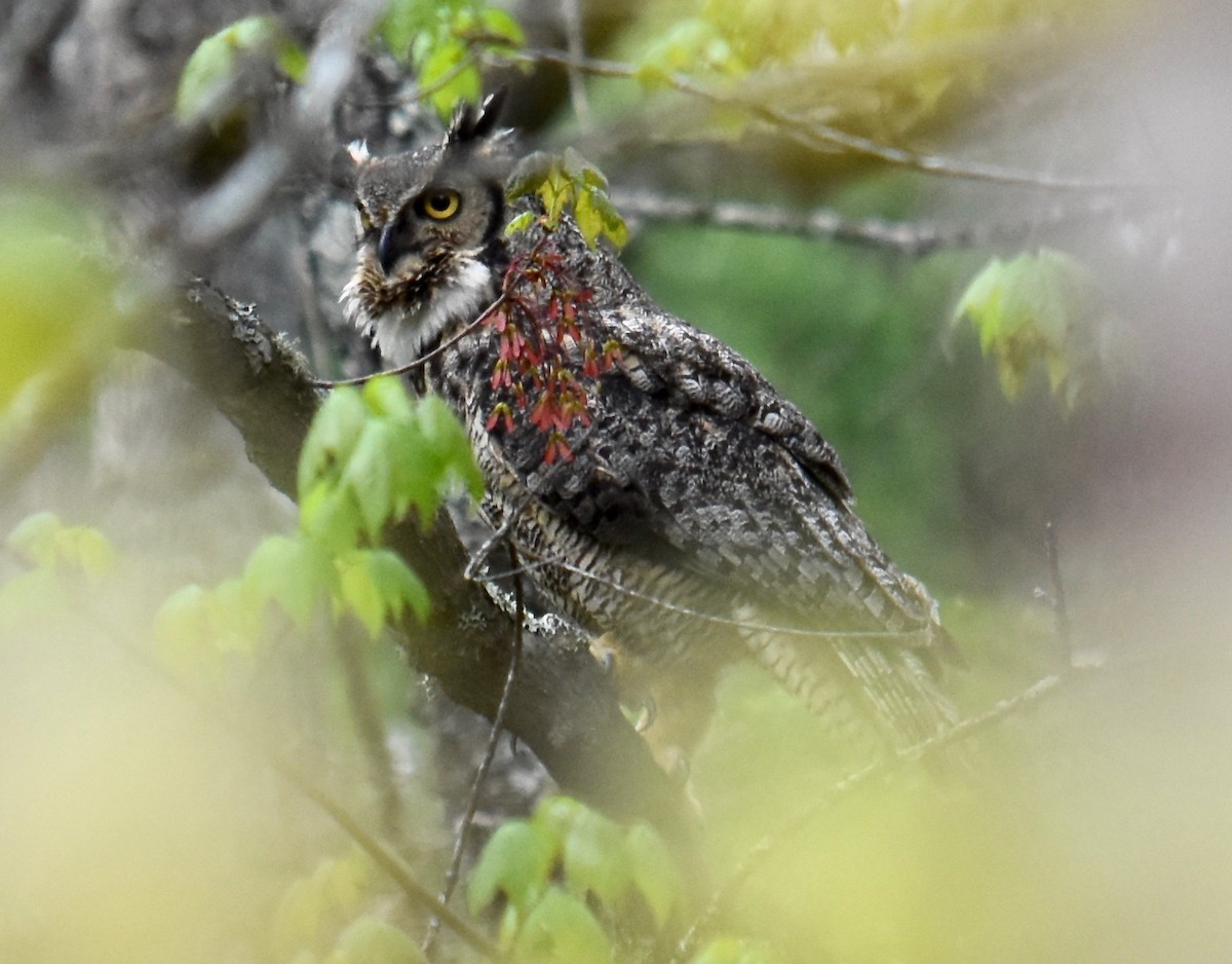 Great Horned Owl - Scott Isherwood