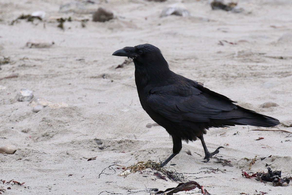 Common Raven - ML164813211