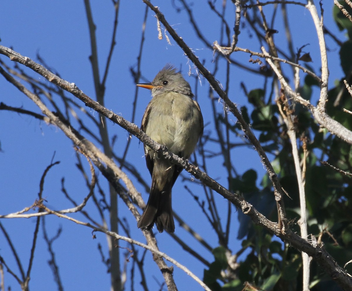 Greater Pewee - ML164815261
