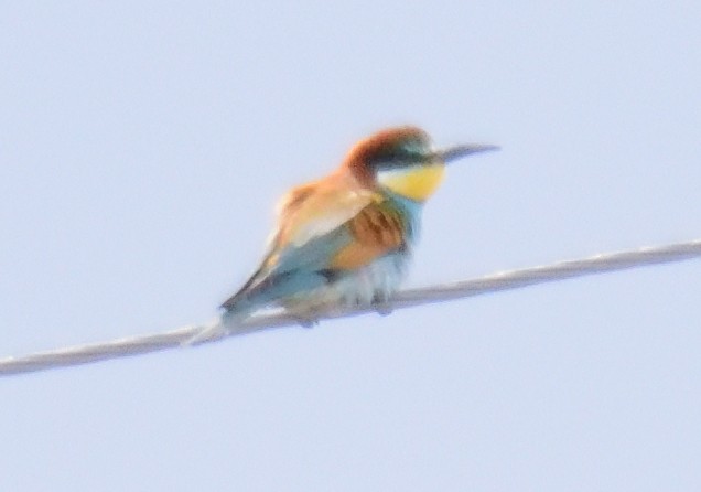 European Bee-eater - ML164823961