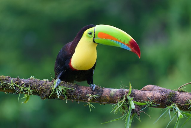 サンショクキムネオオハシ Ebird