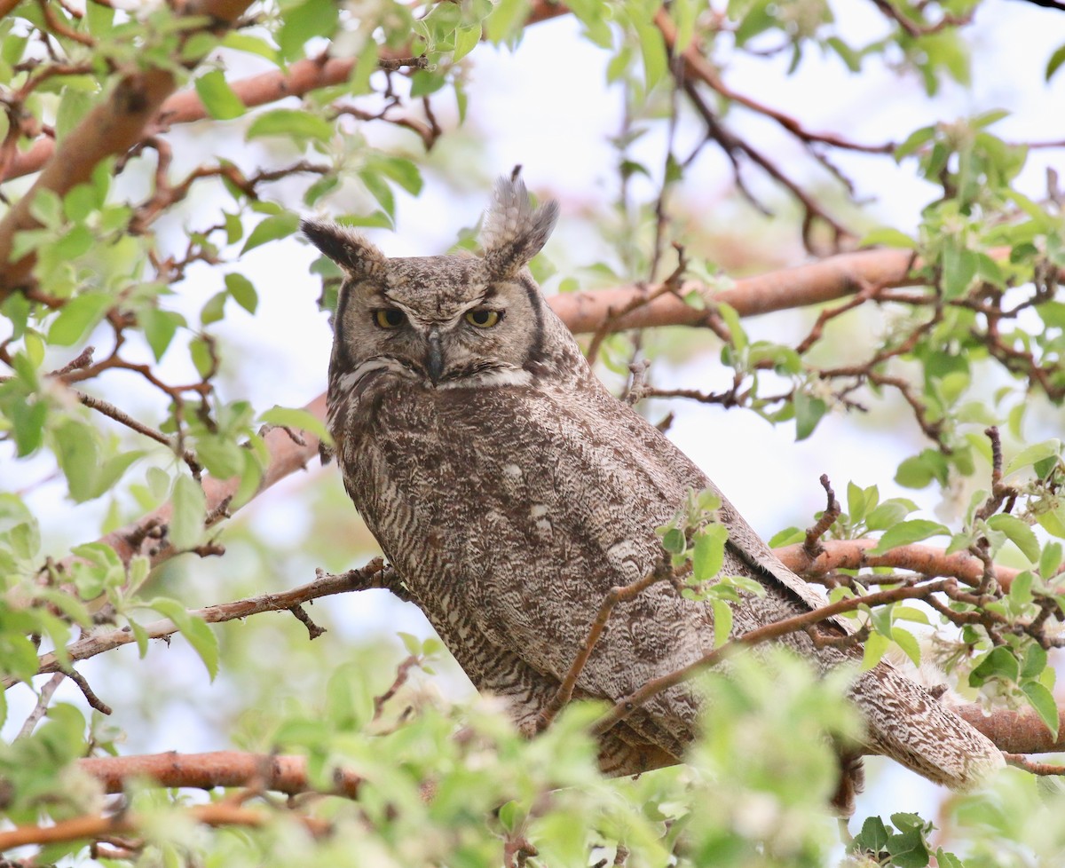 Great Horned Owl - ML164828481